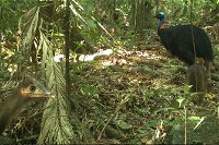 Small-Group Trekking Experience in Daintree National Park - Accommodation Daintree