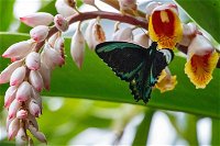 Australian Butterfly Sanctuary- Virtual Interactive Tour With Private Guide