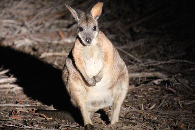 Wattle Range SA Attractions Sydney