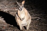 Small-Group Kangaroo Island 4WD Night Tour - Accommodation Batemans Bay