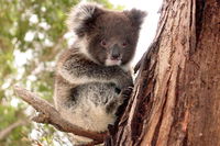 Kangaroo Island Luxury Small Group 'Island Life' Full Day Tour - Accommodation Daintree