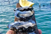 Coffin Bay Oysters Ocean  Nature Tour - Accommodation Burleigh