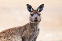 Kangaroo Island Luxury Small Group 'East End Explorer' Full Day Tour - Tourism TAS