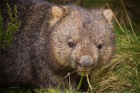 Cradle Mountain Wildlife Spotting after Dark - Tourism Canberra