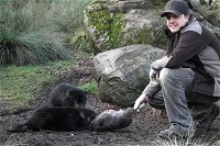After Dark Tasmanian Devil Feeding Tour at Cradle Mountain - Kingaroy Accommodation