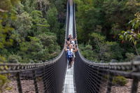 Tahune Airwalk Active Day Trip from Hobart Including Hastings Caves - Accommodation VIC