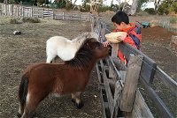 Feed/play with animals and Kayak during hobby farm tour - VIC Tourism