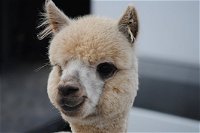Alpaca Farm Tours with Toffeemont - Redcliffe Tourism