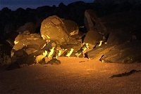 Penguin Tour - Tourism Cairns