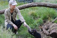 1-Hour Tasmanian Devil Feeding Day Tour at Cradle Mountain - Accommodation BNB