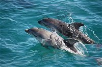 3-Hour Dolphin and Seal Sightseeing Cruise Mornington Peninsula - Attractions Brisbane