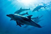 3 hour Dolphin and Seal Swim NOV-APR - Attractions Brisbane