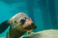 Dolphin and Seal Swim Reef Snorkel Boat Tour Mornington Peninsula - Broome Tourism