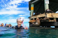 2 hour Snorkel with the Seals - Attractions Brisbane