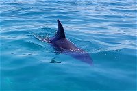 Dolphin and Seal Watching Eco Boat Cruise Mornington Peninsula - Accommodation Gold Coast