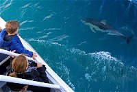 Dolphin  Whale Cruise - Accommodation in Bendigo