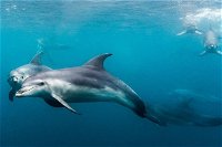 Private 2 Hour Dolphin and Seal Swim Mornington Peninsula - Tourism Search