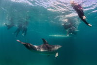 Half-Day Mornington Peninsula Dolphin and Seal Swim from Sorrento - Accommodation in Bendigo