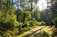Private Aqueduct to California Redwoods Hiking Tour