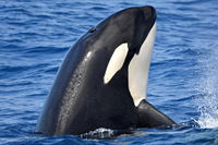 Bremer Bay Orca Experience - Tourism Adelaide