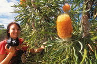 Best of Perth Wildflower Season Day Trip - Mackay Tourism