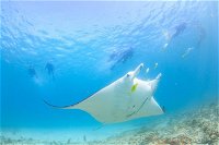 Marine Eco Safari - Swim with Manta Rays - Accommodation Redcliffe