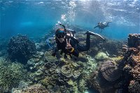 Ningaloo Adventure and Manta Ray Tour - Accommodation Cooktown