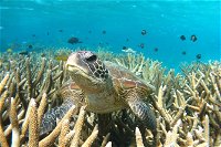 Coral Bay 3-Hour Turtle Ecotour - Accommodation Rockhampton