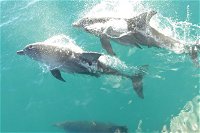 Roebuck Bay Snubfin Dolphin Cruise - Broome Tourism