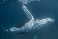 Humpback Whale Safari - Accommodation Rockhampton