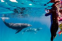 Life on Ningaloo Swimming Tour in Exmouth - Attractions