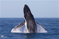 Full-Day Whale Watching Snorkeling and Swimming at Coral Bay - Accommodation Redcliffe