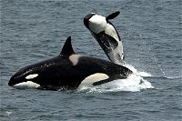 Bremer Canyon Orca Experience