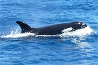 Full-Day Killer Whale Expedition from Albany - Accommodation Fremantle