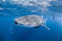 Whale Shark Adventure Tour - Broome Tourism