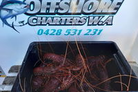 Lobster Fishing Tour at Geraldton - Tourism TAS