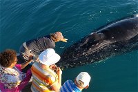 AOC Broome Whale Watching - Broome Tourism