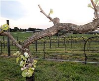 Nalbra Estate Wines - Accommodation in Bendigo