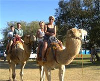 Calamunnda Camel Farm - SA Accommodation