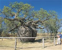 Boab Prison Tree - Broome Tourism