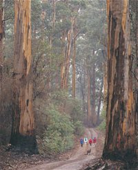 Beedelup National Park - Find Attractions