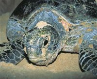 Turtle Nesting Season - Accommodation Brunswick Heads
