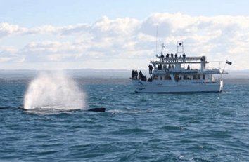 Dolphin Watch Cruises - Accommodation Newcastle