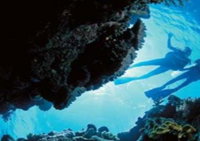 Deep Sea Divers Den - Accommodation Gold Coast