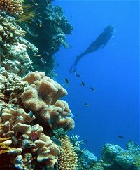 Reef Magic Cruises - Tourism Caloundra