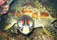 Adrenalin Snorkel and Dive - Accommodation Cooktown