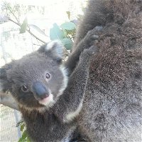 West Oz Wildlife Petting Zoos - Accommodation in Bendigo