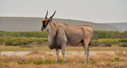 De Hoop Collection Suites - thumb 2