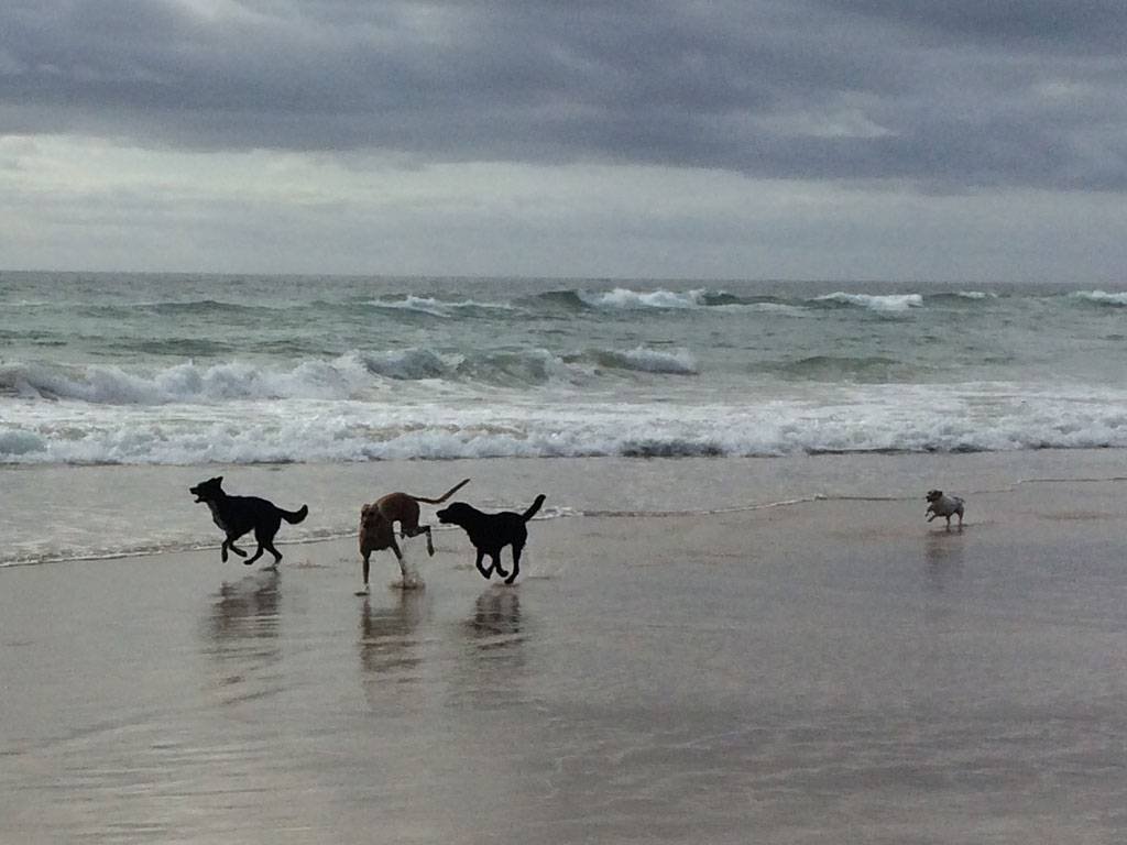 Dog Trainers Suburb Australia