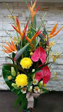 Blossoms of Tweed Banora - Australian Directory